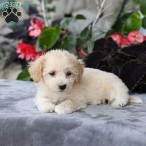 Casey, Bich-Poo Puppy